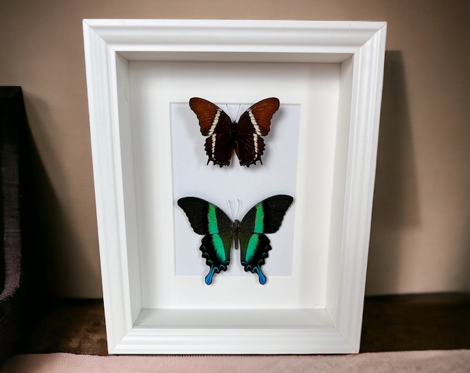 Framed real butterflies Siproeta Epaphus and Papilio Blumei