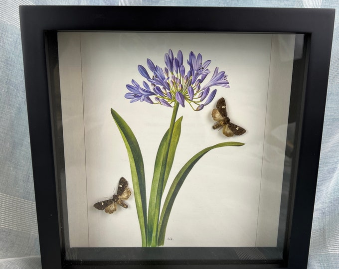 Framed real moths with a print in frame