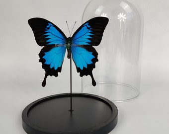 Real butterfly Papilio Ulysses in dome