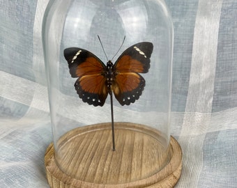 Echter Schmetterling Euphaedra Alacris in Kuppel
