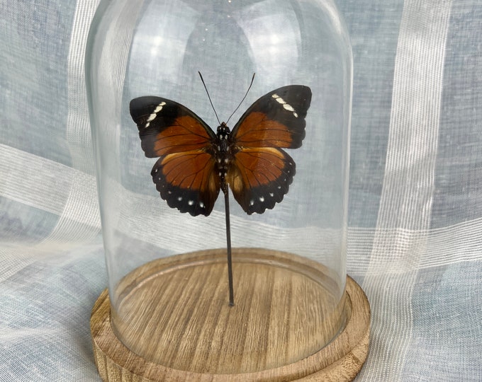 Real butterfly Euphaedra Alacris in dome