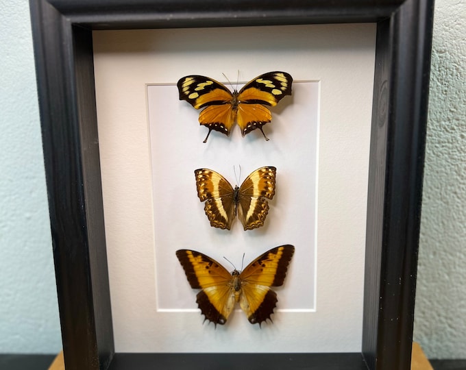 Real butterflies Consul Fabius Harma Theobene Charaxes Pollux in frame