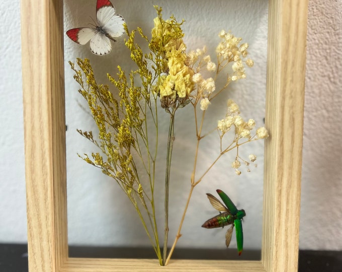 Real butterfly and insect in a wood full glas frame and dried flowers