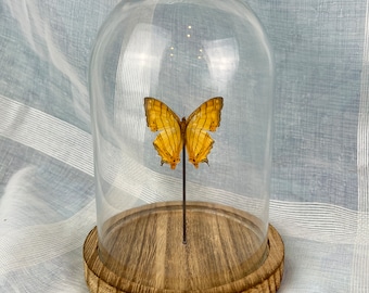 Elegant Glass Dome with Real Chersonesia Butterfly Specimen Inside