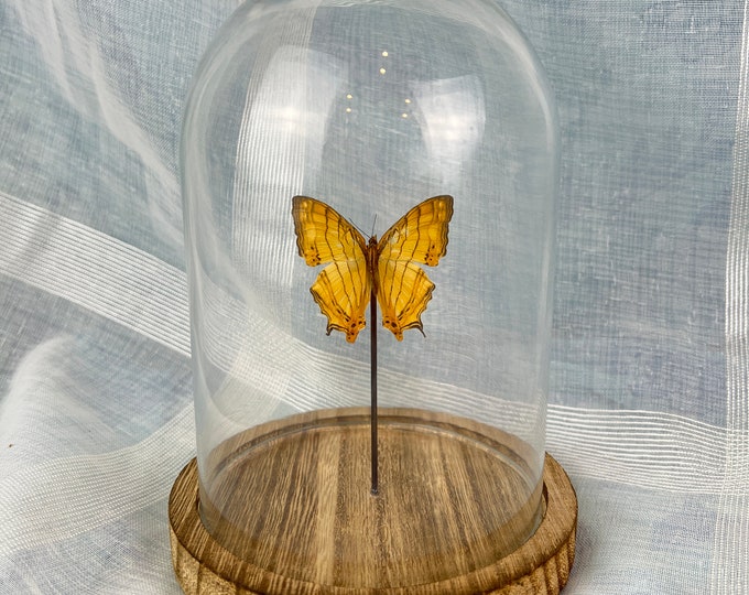 Elegant Glass Dome with Real Chersonesia Butterfly Specimen Inside