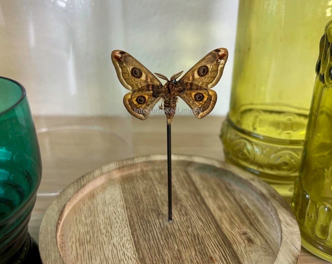Real moth in dome