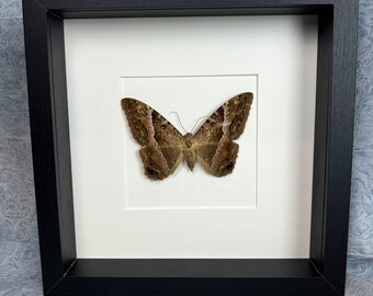 Framed real moth Ascalapha Odarata