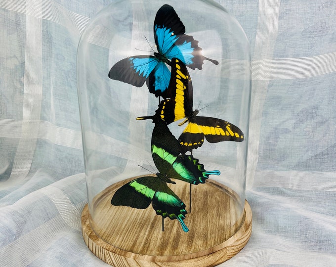 Set of 3 Real Papilio Ulysses, Thoas, and Blumei Butterflies - Taxidermy Specimens
