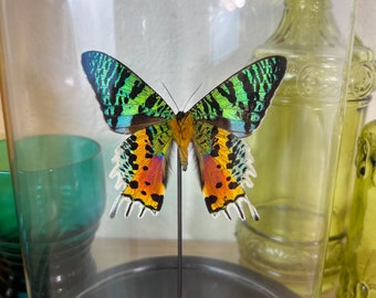 Echte vlinder Urania Ripheus -achterzijde- in koepel