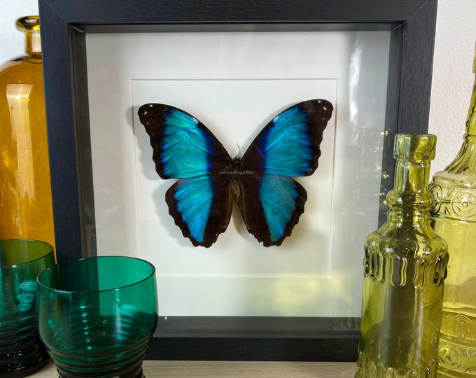 Framed real butterfly Morpho Deidamia