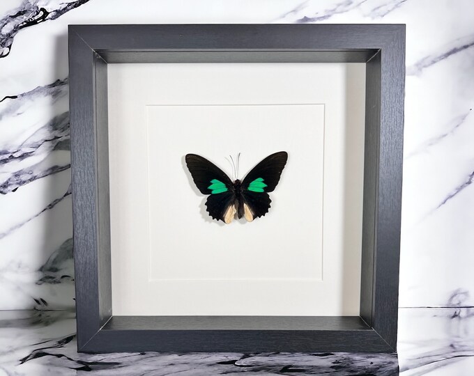 Framed butterfly Parides