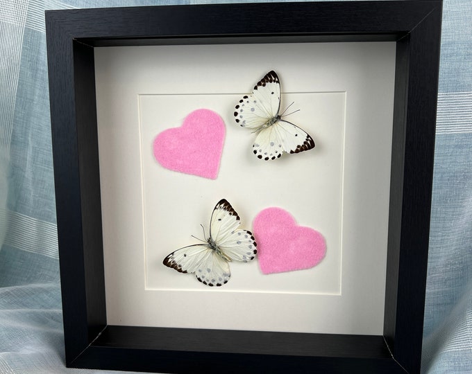 Framed real butterfly Belenois Calypso and felt pink hearts