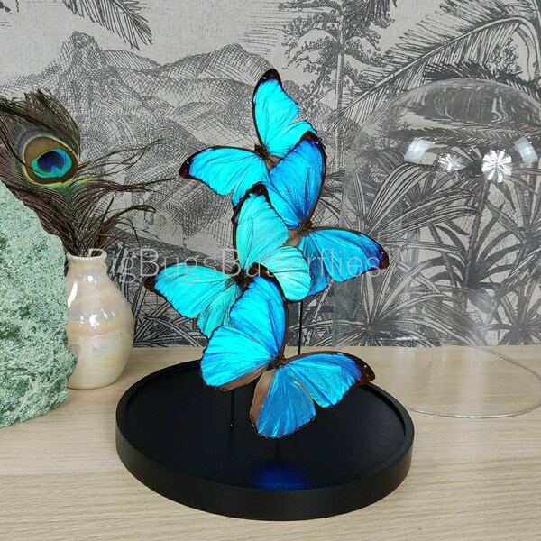 Glaskuppel mit Glaskuppel - Morpho Menelaus