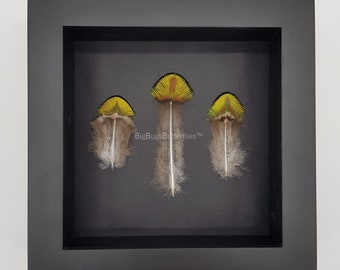 Framed real feathers