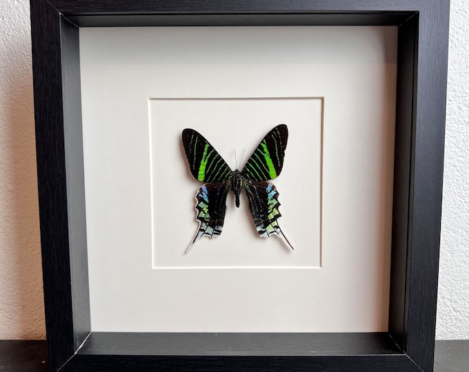 Real butterfly Urania Leilus framed