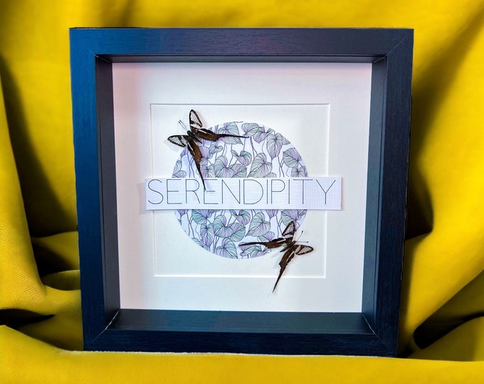 Framed real butterfly Lamproptera Meges