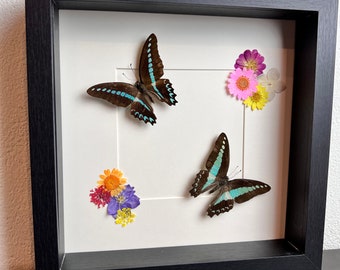 Framed real butterflies Graphium Milon and Graphium Sarpedon with dried flowers