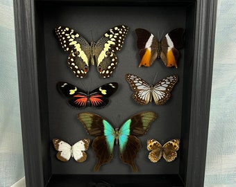 Large butterfly frames