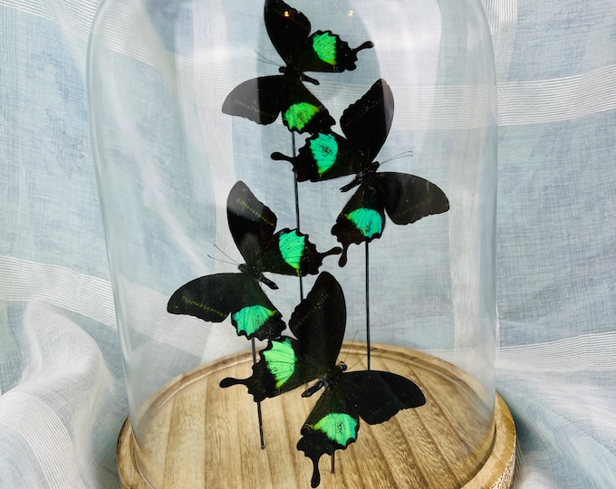 Beautiful Papilio Karna Butterfly in Glass Dome - Elegant Home Decor Accent