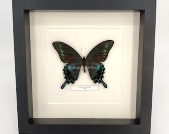 Framed butterfly Papilio Maackii with nametag