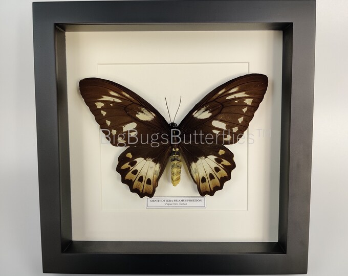 Framed butterfly Ornithoptera Priamus Poseidon with nametag