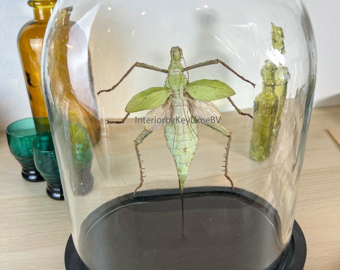 Real insect grasshopper in dome