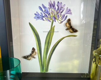 Framed real moths