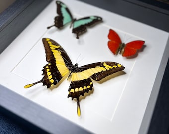 Framed real butterflies mozaic Papilio Phorcas, Cymothoe Sangaris and Papilio Thoas in frame