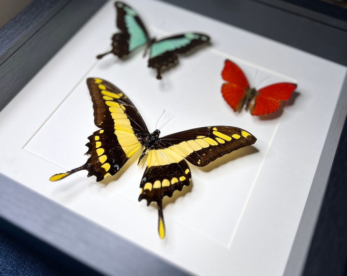 Framed real butterflies mozaic Papilio Phorcas, Cymothoe Sangaris and Papilio Thoas in frame