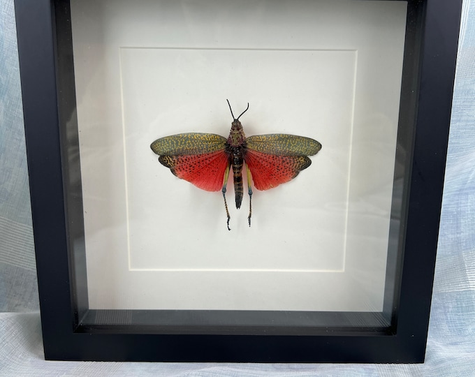 Framed insect red grasshopper