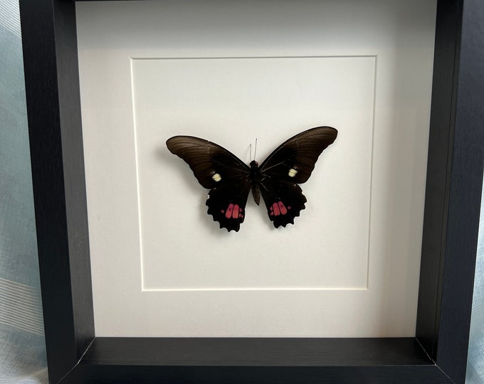 Framed real butterfly Papilio Anchisiades