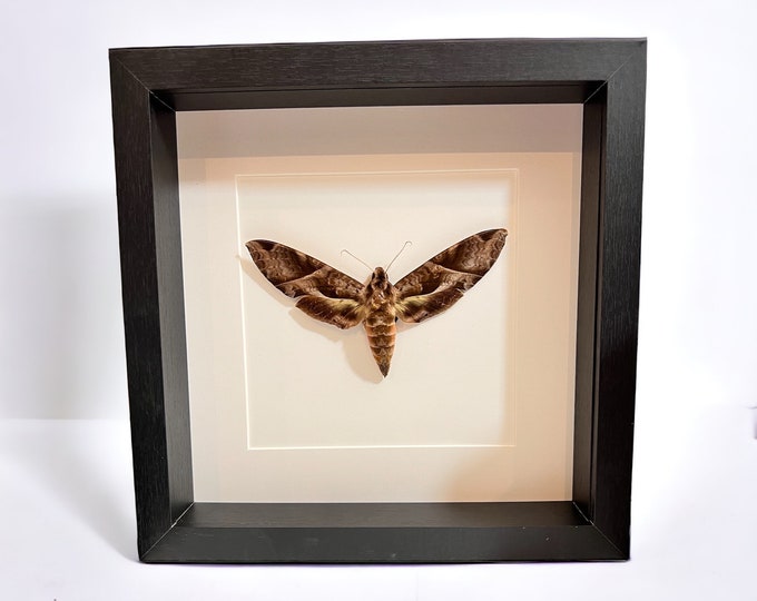 Framed real moth Eumorpha Triangulum