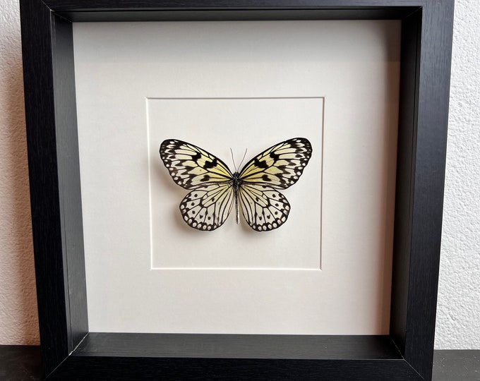 Real butterfly Idea Leuconoe in frame