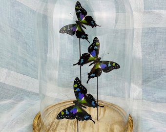 Beautiful Butterfly Trio: Graphium Weiskei Specimens in Glass Display