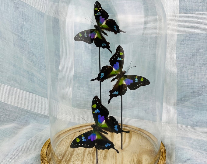 Beautiful Butterfly Trio: Graphium Weiskei Specimens in Glass Display