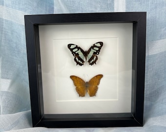 Natural Beauty in Frames - Real Butterflies Victoria Stelenes and Vindula Dejone