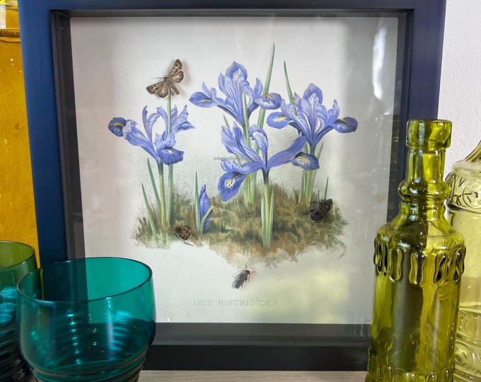 Framed real insects with a print in frame