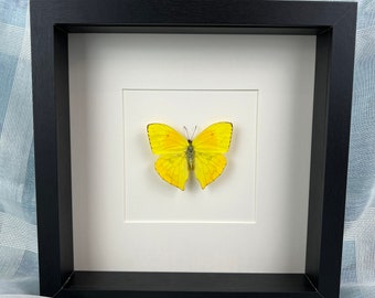 Framed real butterfly Phoebis Rurina