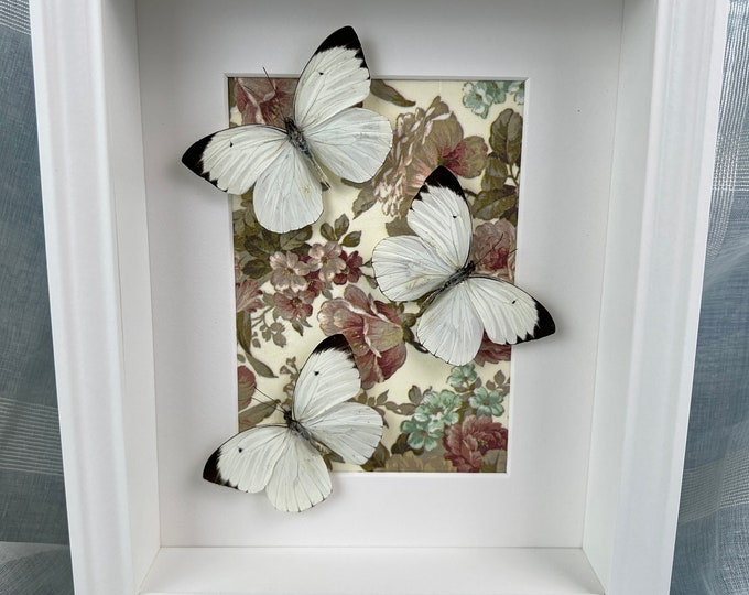 Framed real butterflies Ascia Bunaie