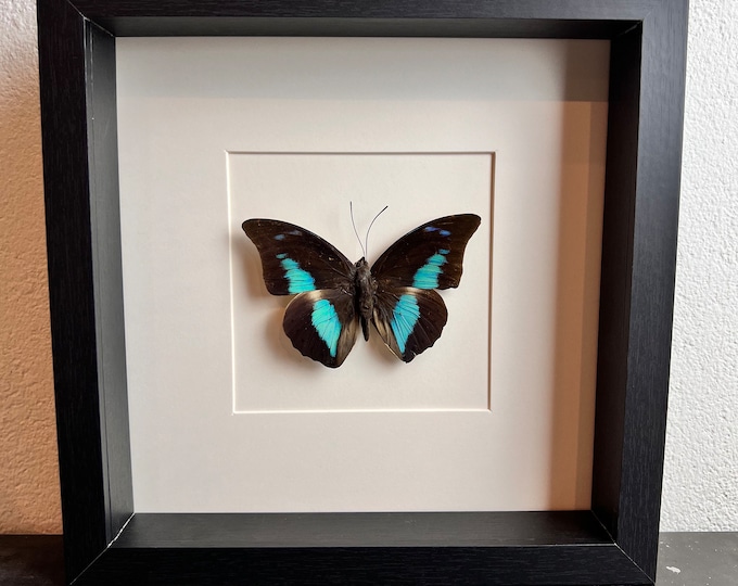 Framed real butterfly Archaeoprepona Demophon