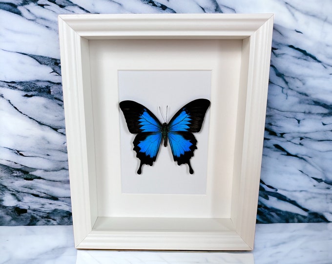 Real butterfly Papilio Ulysses in frame
