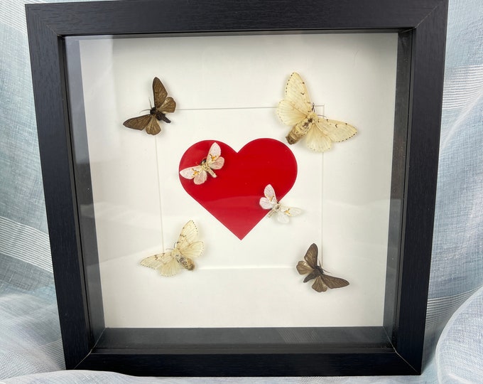 Framed real moths