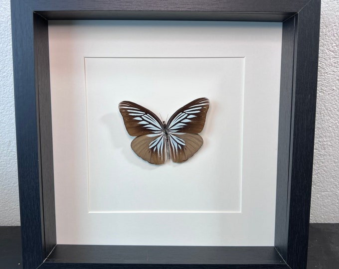 Framed real butterfly Pareronia Tritaea