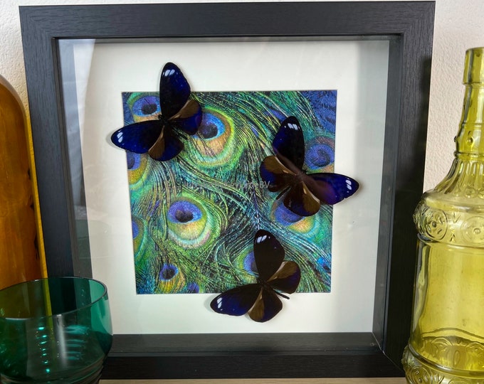 Framed real butterfly Euploea Mulciber and print in frame