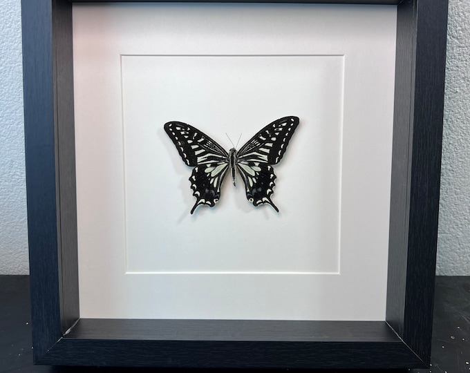 Framed real butterfly Papilio Xuthus