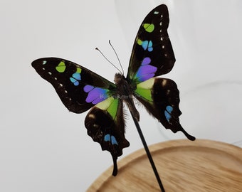 Real Graphium Weiskei in dome - taxidermy entomology curiosa insect nature butterfly photography exotic natural deco