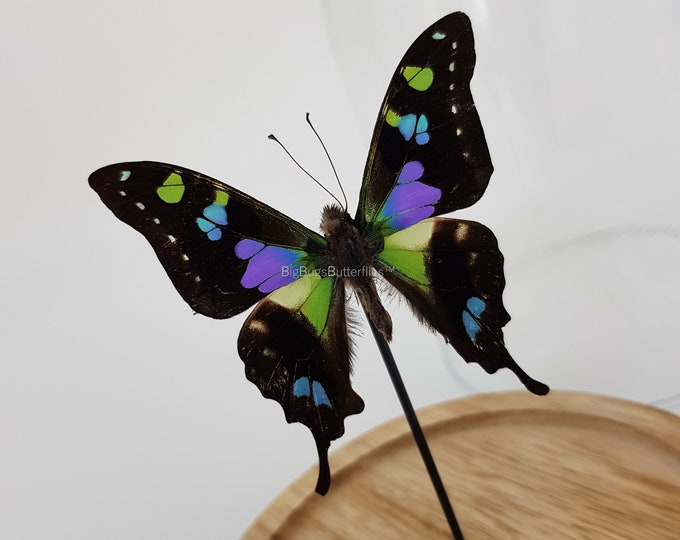 Real Graphium Weiskei in glass dome