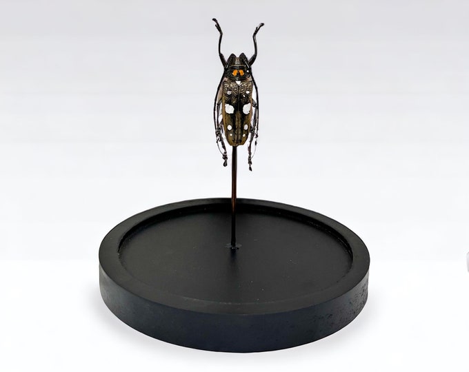 Real longhorn beetle Batocera Celebiana in dome