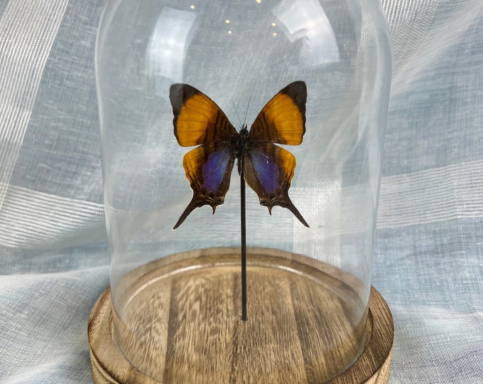 Real butterfly Marpesia Corinna in dome