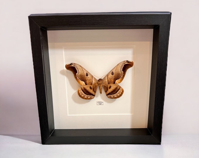 Framed real moth Arsenura Romulus